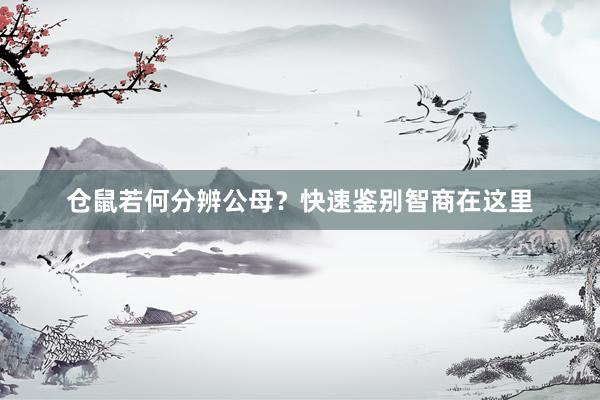仓鼠若何分辨公母？快速鉴别智商在这里